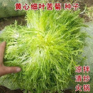 黄心细叶苦苣种子盆栽阳台苦菊蔬菜种子牛奶菜沙拉生菜青菜四季 播