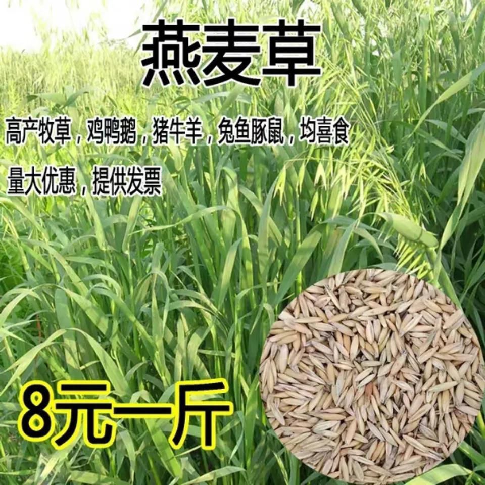 燕麦种子燕麦牧草种籽高产量饲料高营养春秋季种植饲用草牧草草籽