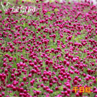 秋季户外绿化千日紫千日红种子耐旱四季花种子庭院易种花籽花草