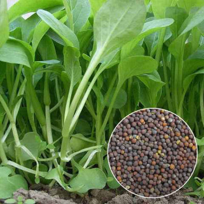 鸡毛菜种子种籽四季小白菜青菜油菜上海青18天阳台盆栽蔬菜蔬莱孑