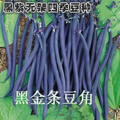 黑金条四季豆种子无架型黑紫菜豆种豆角种豇豆高产早熟