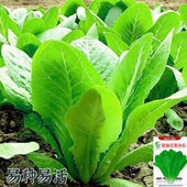 奶油汉斯沙拉生菜种子四季 种生吃脆甜高营养直立生菜种子盆栽大田