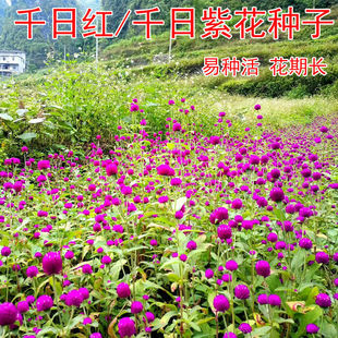 花种子千日红千日紫百日红火球庭院四季花卉种子盆栽室外易活花籽