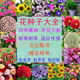 花种子大全四季 易种活室内外庭院阳台四季 开花种籽波斯菊格桑花籽