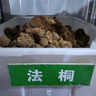 法桐种子 青桐种子 油桐大果 水桐梧桐树籽 泡桐树种子绿化苗木