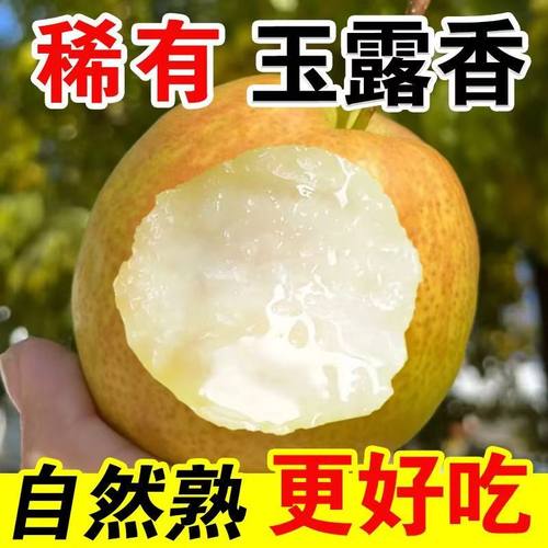 山西正宗玉露香梨青皮雪梨子新鲜水果脆甜多汁大果酥梨整箱礼盒顺