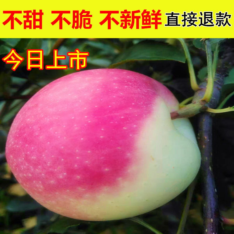 顺丰山西临猗中秋王脆甜苹果