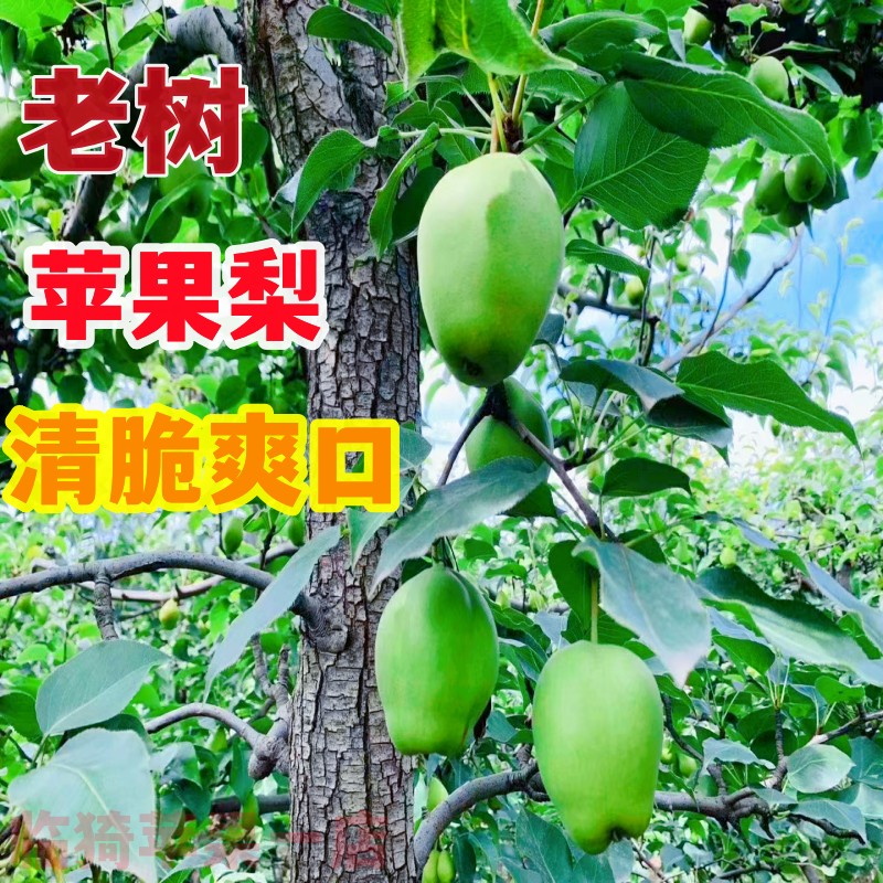 早酥梨脆梨子薄皮青皮梨