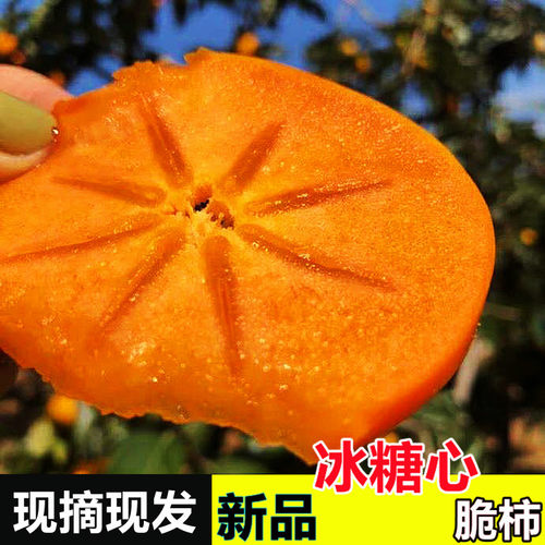 山西运城阳丰脆柿子巧克力