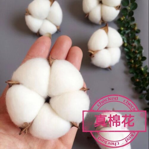 带壳棉花朵干花天然棉花头天然带杆北欧风永生花客厅装饰拍照道具