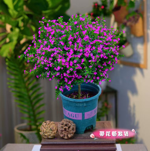 满天星盆栽阳台室外庭院花园别墅好养植物四季开花不断花卉绿植苗