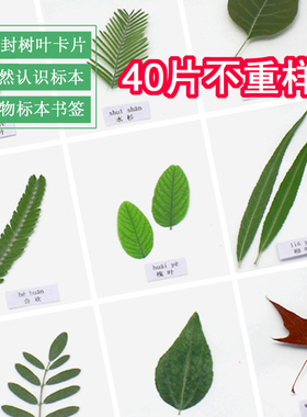 树叶标本卡片幼儿园认识叶子塑封真树叶干花植物过塑书签学生贺卡