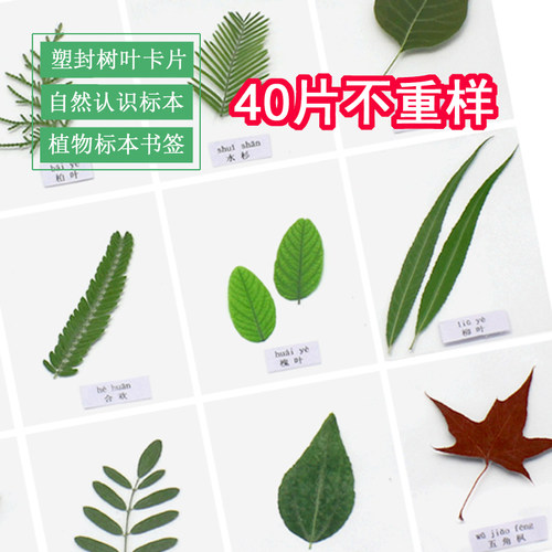 标本幼儿园过塑书签学生树叶