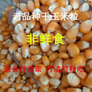 2025年甘肃山区传统老品种玉米粒农家自种小金黄笨玉米粗杂粮磨面