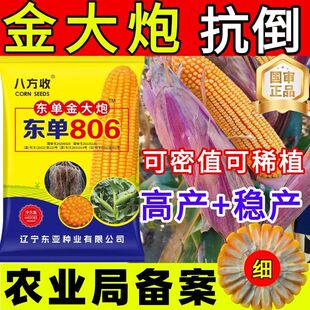 高产矮杆双棒大棒国审玉米种子高产玉米品种东单806玉米种子抗倒
