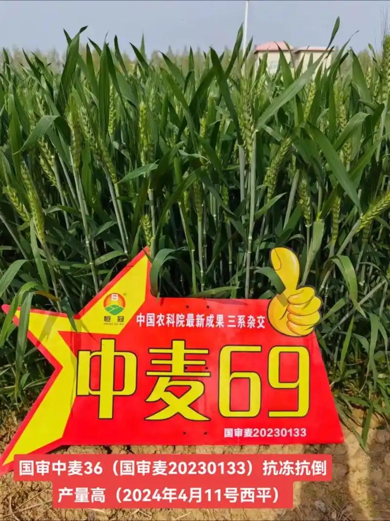 国审中麦69(农三甲)国审矮杆大穗超抗倒伏挑战高产1800耐旱麦种