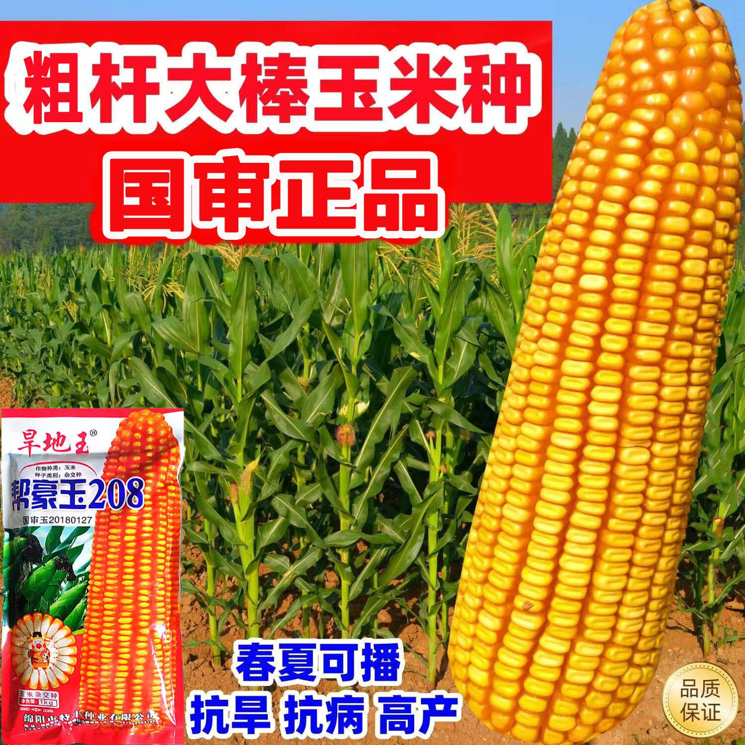 国审杂交玉米种子帮豪玉208矮杆大棒高产种籽抗病苞谷种云贵川