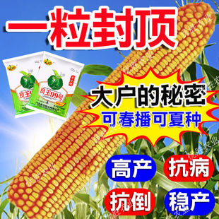 国审玉米种子良玉99大棒矮杆抗倒抗病红轴高产基因密植耐高温