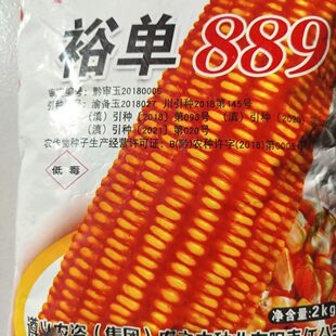 裕单889高产玉米种子,棒子大,耐瘠薄。高海拔区域种子
