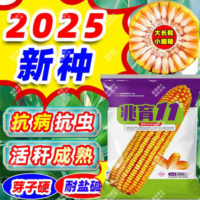 兆育11农科院原装玉米种子矮杆抗病大棒包米国审新品种高产苞谷