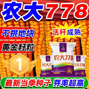 农大778玉米种子大全高产大棒双胞胎矮杆抗倒伏活秆成熟苞米