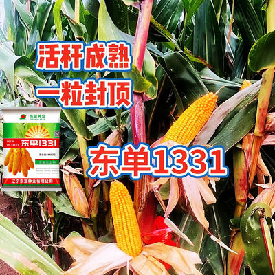 东单1331升级小钢炮大田玉米饲料包谷红轴大棒玉米高产肥原装