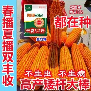 隆平392玉米种子国审矮杆抗倒伏农科院新品种抗病抗虫抗旱