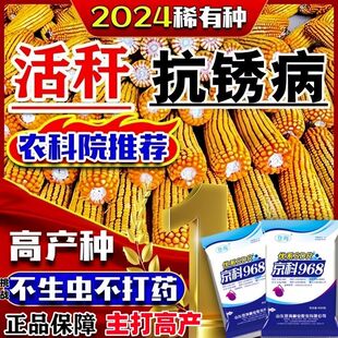 京科968玉米种子大全高产国审矮杆大棒苞谷种子抗病抗倒伏粮饲