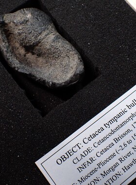 美国南卡罗来纳州鲸下目耳骨鼓骨泡（上新世到中新世）