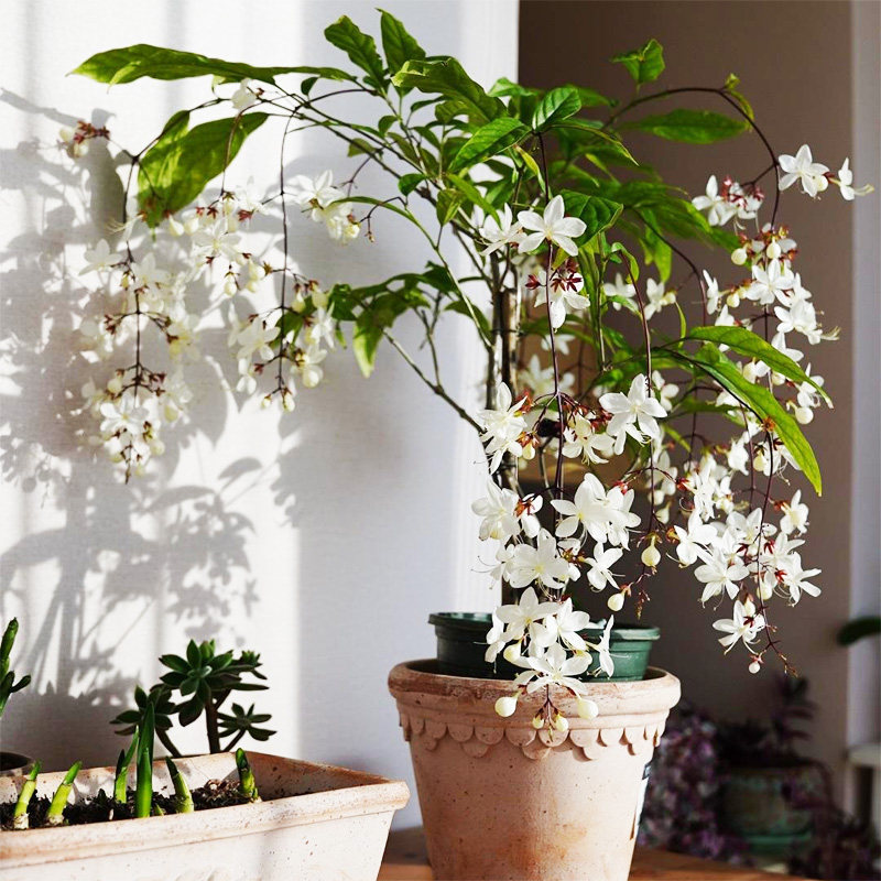 垂丝茉莉花盆栽带花发货四季开花白玉蝴蝶稀有花卉垂吊茉莉花阳台