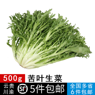 新鲜蔬菜苦叶生菜500g苦细叶苦菊狗牙菜苦苣沙拉食材5件 包邮