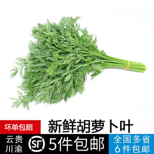 胡萝卜叶子 免子 萝卜缨子现摘萝卜叶新鲜蔬菜胡萝卜叶顺丰包邮