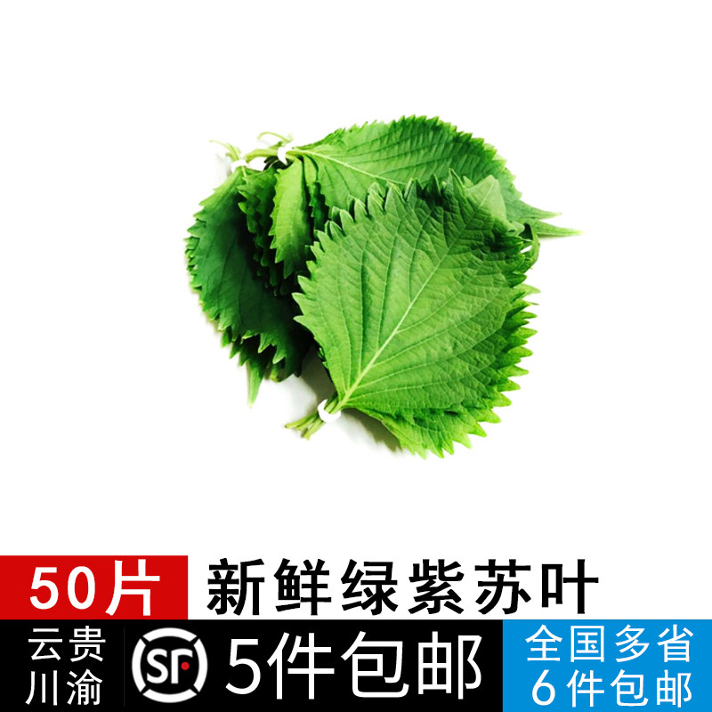 紫苏叶 苏子叶 去腥 烧鱼虾蟹 新鲜香料 韩式烤肉烧烤香料 50片