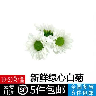 新鲜彩菊 绿心白小雏菊西餐摆盘 蛋糕饮品装饰点缀新鲜菊花