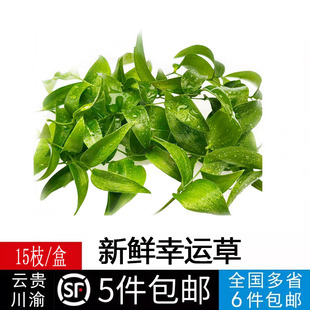 新鲜幸运星草阔叶舞竹幸运草腾树苗酒店餐厅冷艺摆盘装饰点缀花草