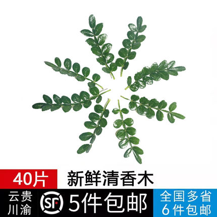 新鲜胡椒木叶 清香木 香叶子 西餐日料酒店摆盘装饰 点心蛋糕装饰
