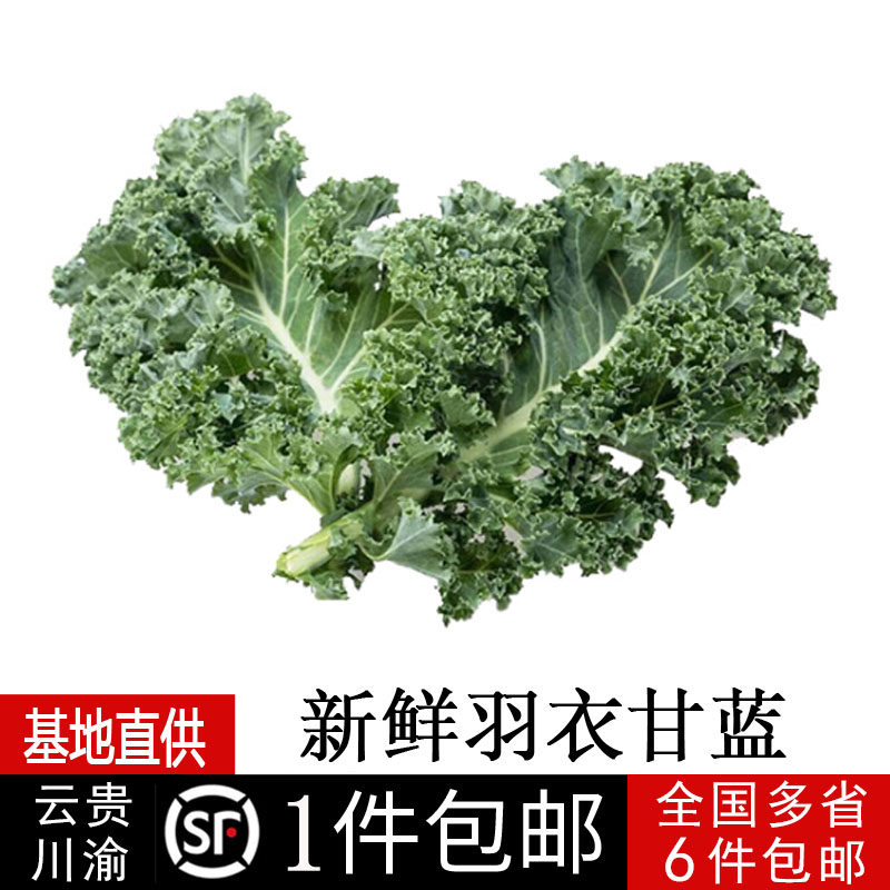 羽衣甘蓝新鲜蔬菜 嫩叶甘兰ka其它