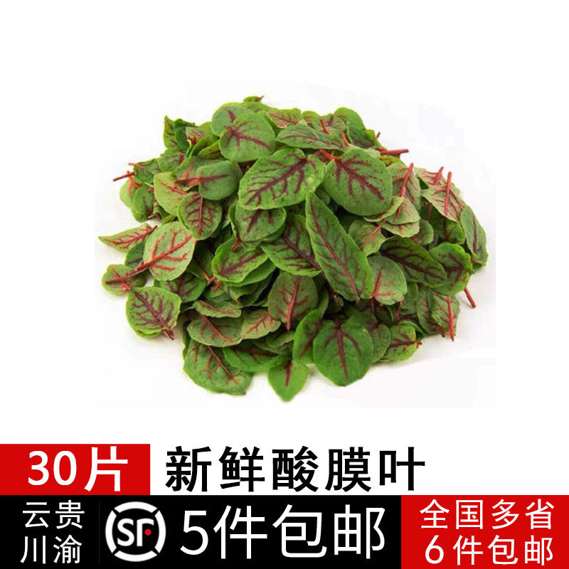 新鲜叶片 酸膜 红酸膜草 酸模叶 可食用 30片/盒