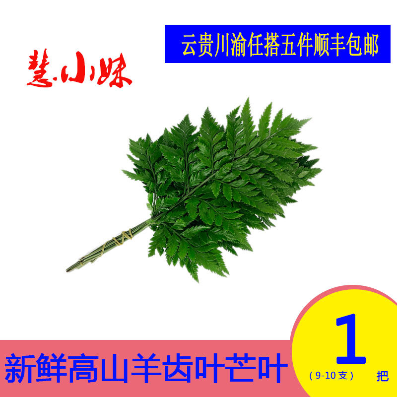 新鲜芒叶羊齿叶顺丰包邮
