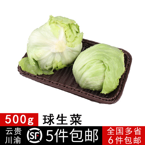 新鲜球生菜汉堡沙拉西生菜包邮