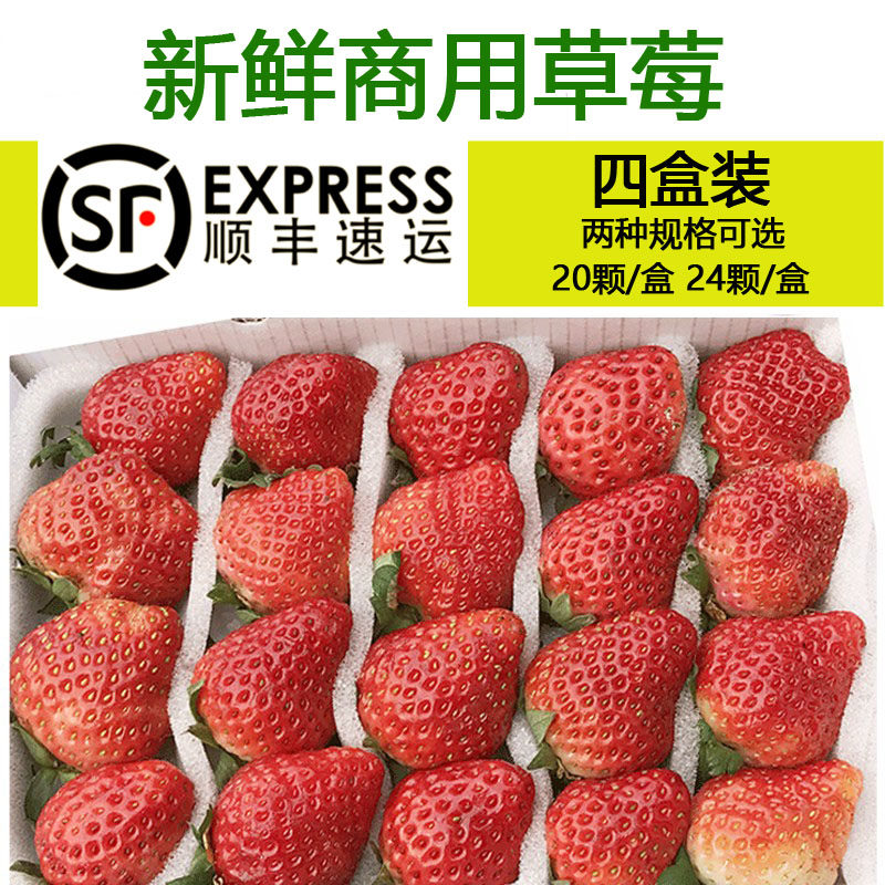 草莓新鲜现摘现发双流烘焙甜品酸草莓4盒重庆成都顺丰包邮时令果