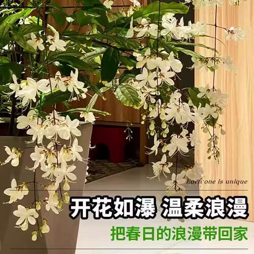 垂丝茉莉带花苞大苗盆栽