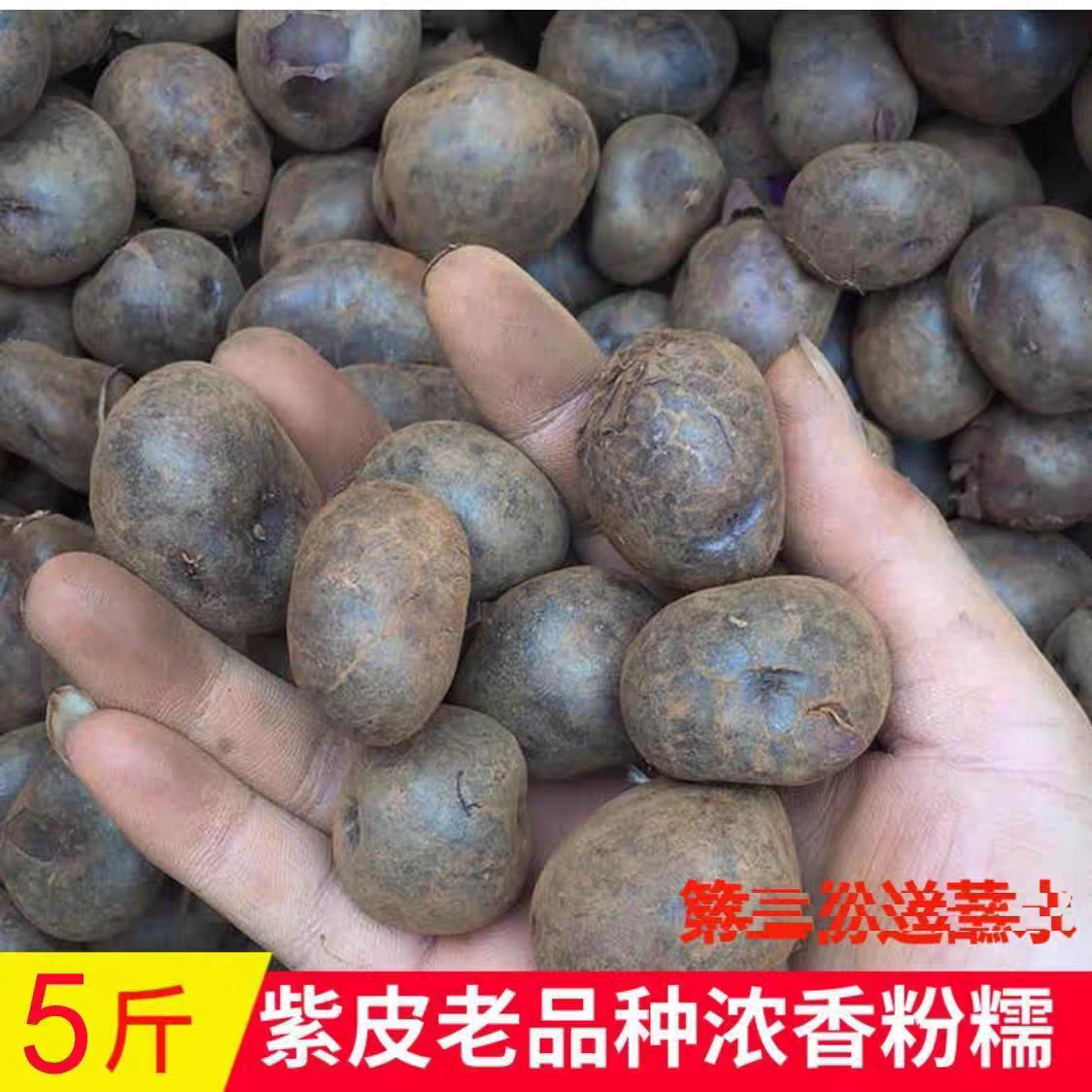贵州特产凉都六盘水高山特产紫色紫皮土豆乌洋芋新鲜现挖现发