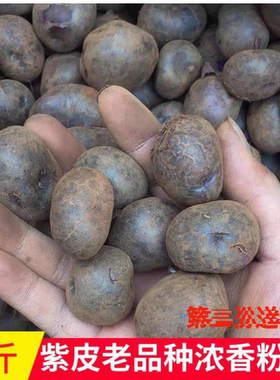 贵州特产凉都六盘水高山特产紫色紫皮土豆乌洋芋新鲜现挖现发