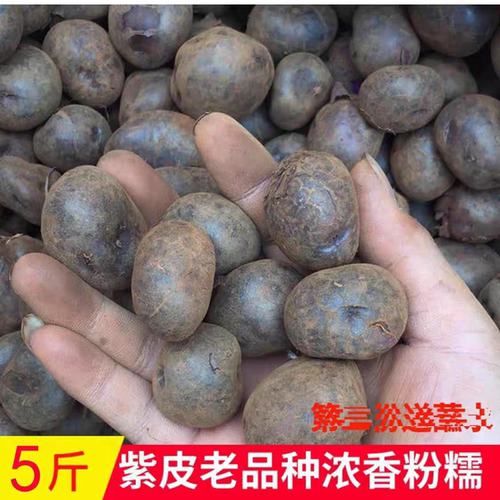 贵州特产凉都六盘水高山特产紫色紫皮土豆乌洋芋新鲜现挖现发