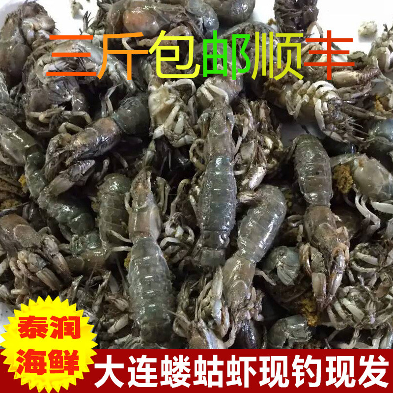 大连野生蝼蛄虾泸沽虾野生蝲蛄虾海虾顺丰包邮