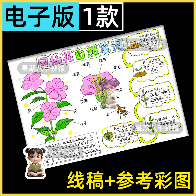 凤仙花手抄报模版电子版教科版四年级下科学植物生长过程自然笔记