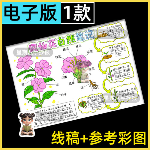 凤仙花手抄报模版电子版教科版四年级下科学植物生长过程自然笔记