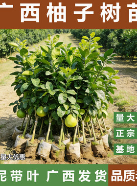 广西容县柚子树苗带泥带叶