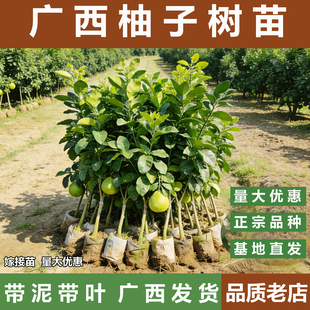 广西容县沙田柚子树苗嫁接果苗桂柚红心蜜柚泰国红宝石青柚苗庭院
